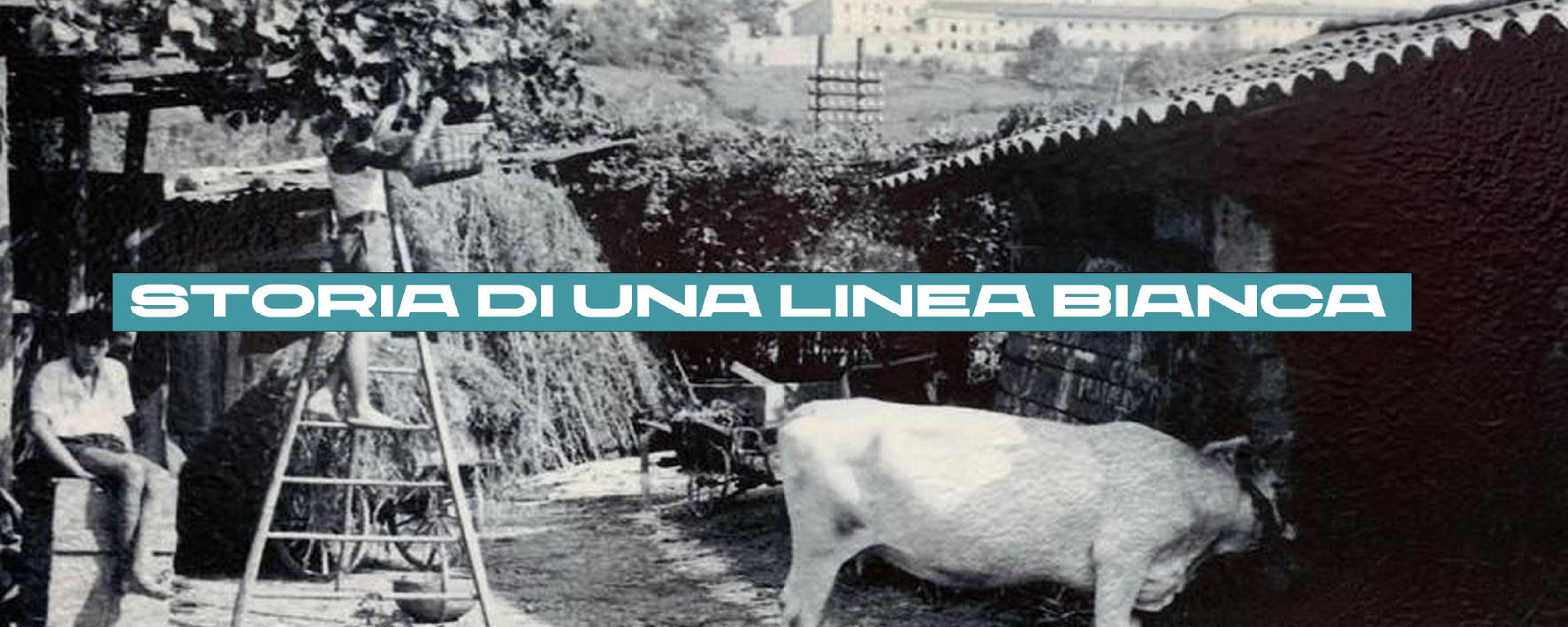 Storia di una linea bianca